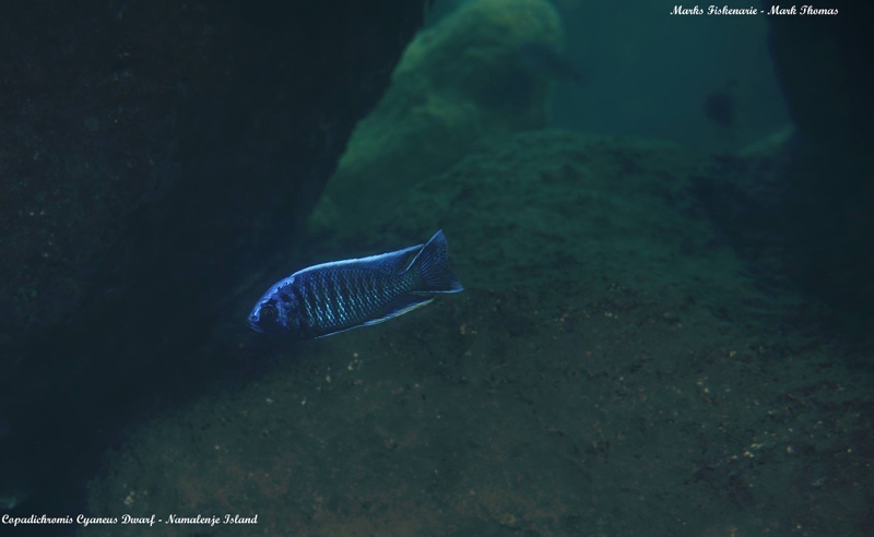 Copadichromis cyaneus 'Namalenje Island'